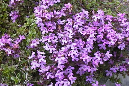 Wild Thyme