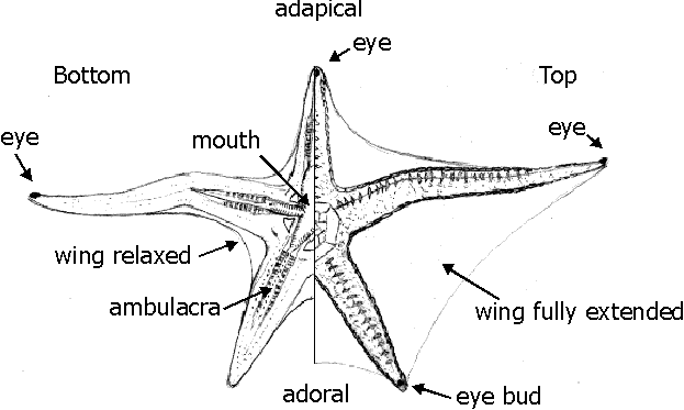 Anatomy Of Echinoderms