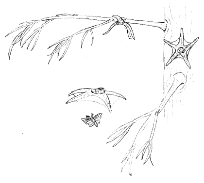 gliding starfish in a tree