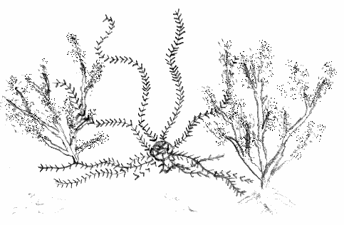 a whipstar waiting in the bushes