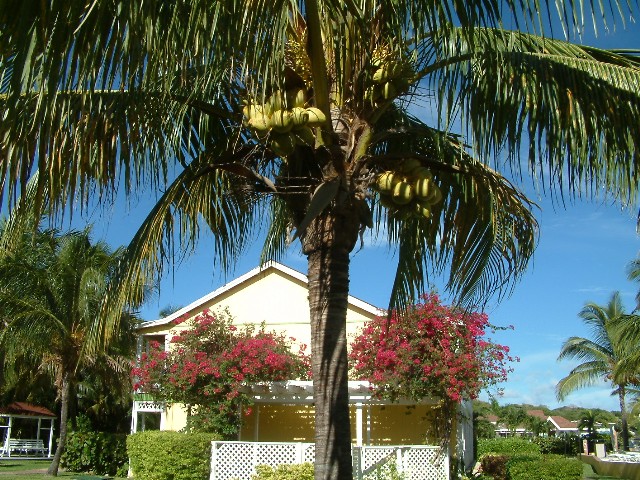 Fresh coconuts.