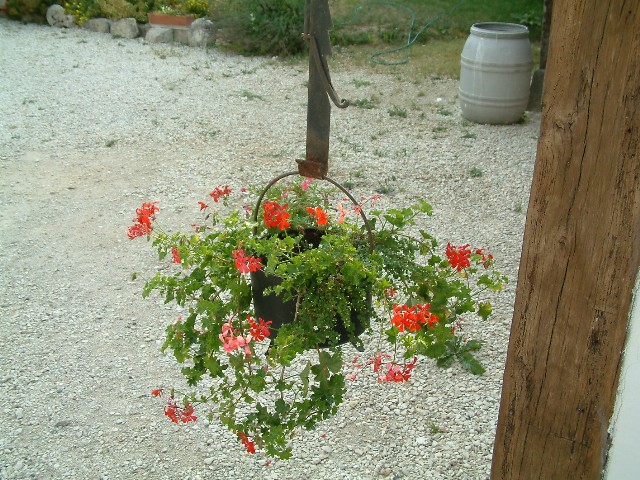 Hanging basket at Ferme de la Chapelle.