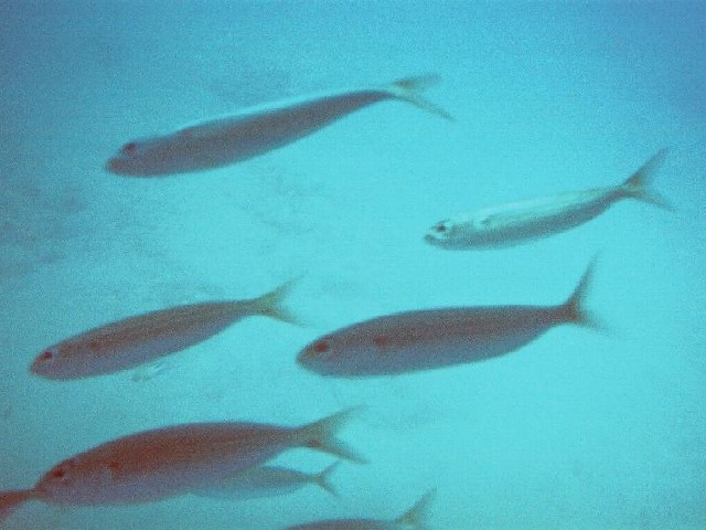 A few fish